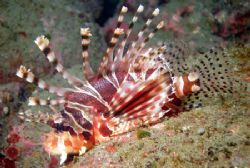Lionfish - This beauty was just laying there pretty as yo... by David Drake 